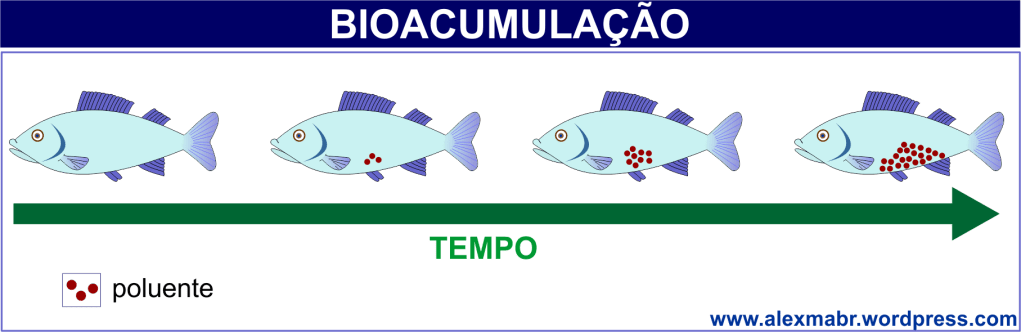Diagrama de bioacumulação mostrando o aumento da concentração de poluentes nos tecidos de um peixe ao longo do tempo.