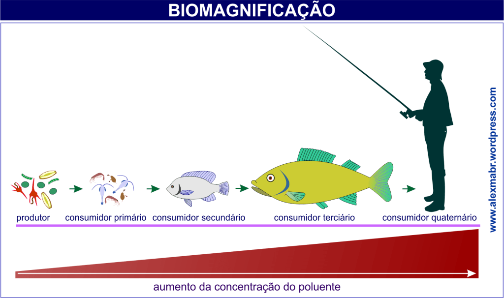 Esquema de biomagnificação indicando o aumento da concentração de poluentes a cada nível trófico de uma cadeia alimentar aquática.