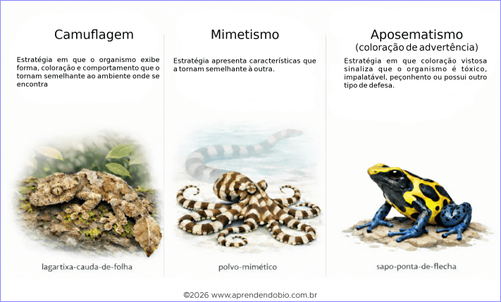 Figura comparativa com três painéis explicando camuflagem, mimetismo e aposematismo, com ilustrações de uma lagartixa-cauda-de-folha, um polvo-mimético e um sapo-ponta-de-flecha.