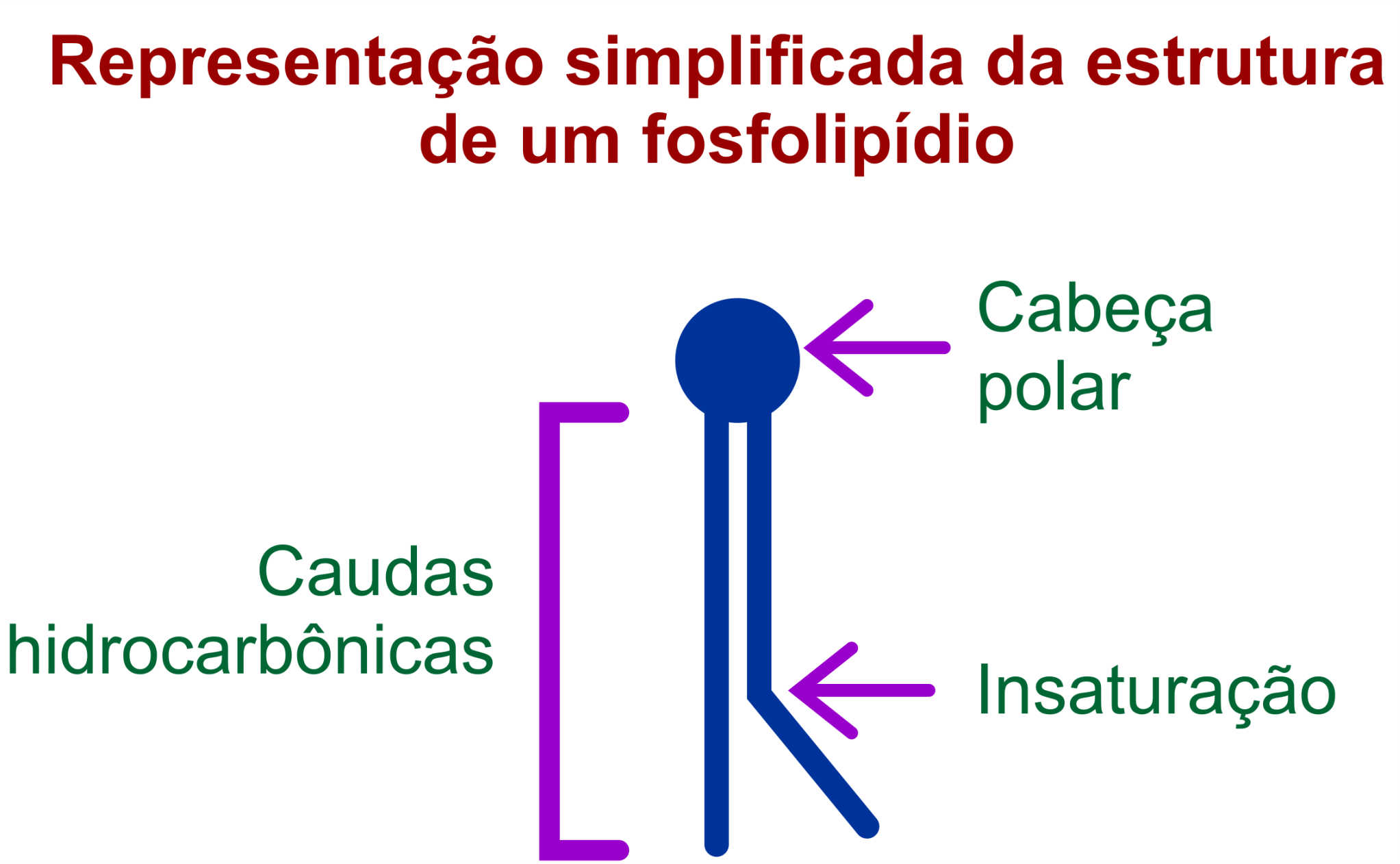 fluidez da membrana plasmática – Aprendendo Biologia
