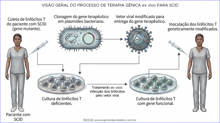 Esquema do processo de terapia gênica ex vivo para SCID, mostrando coleta de linfócitos T do paciente, clonagem do gene terapêutico, uso de vetor viral para inserção do gene funcional, cultivo das células modificadas e reinfusão no organismo.
