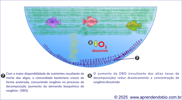 Diagrama mostrando a redução da zona iluminada e o aumento da decomposição no fundo do lago, com consumo de oxigênio dissolvido pelas bactérias.