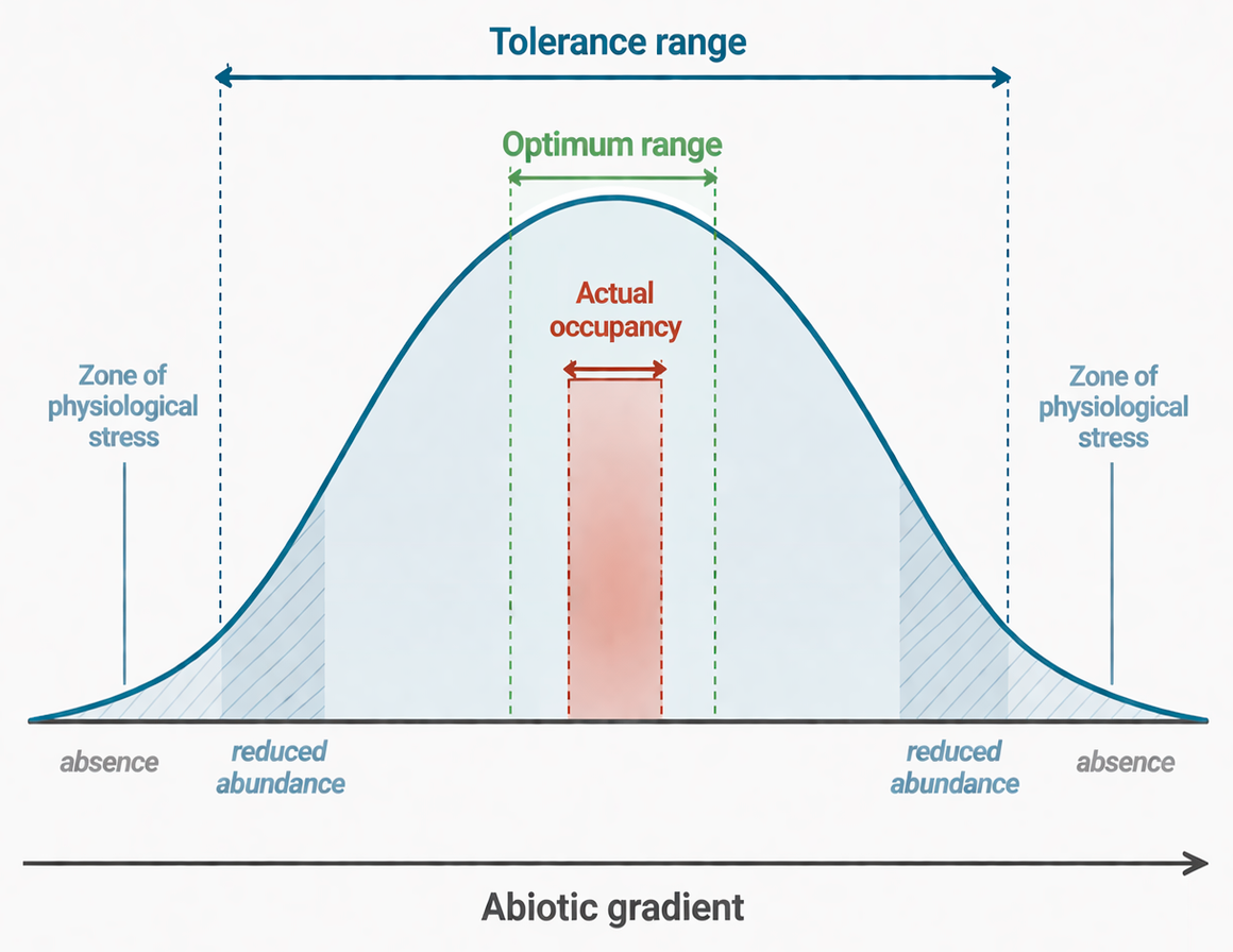 Conceptual tolerance-curve diagram showing a broad tolerance range, a narrower optimum range, and an even narrower actual occupancy zone along an abiotic gradient, with physiological stress, reduced abundance, and absence toward the edges.