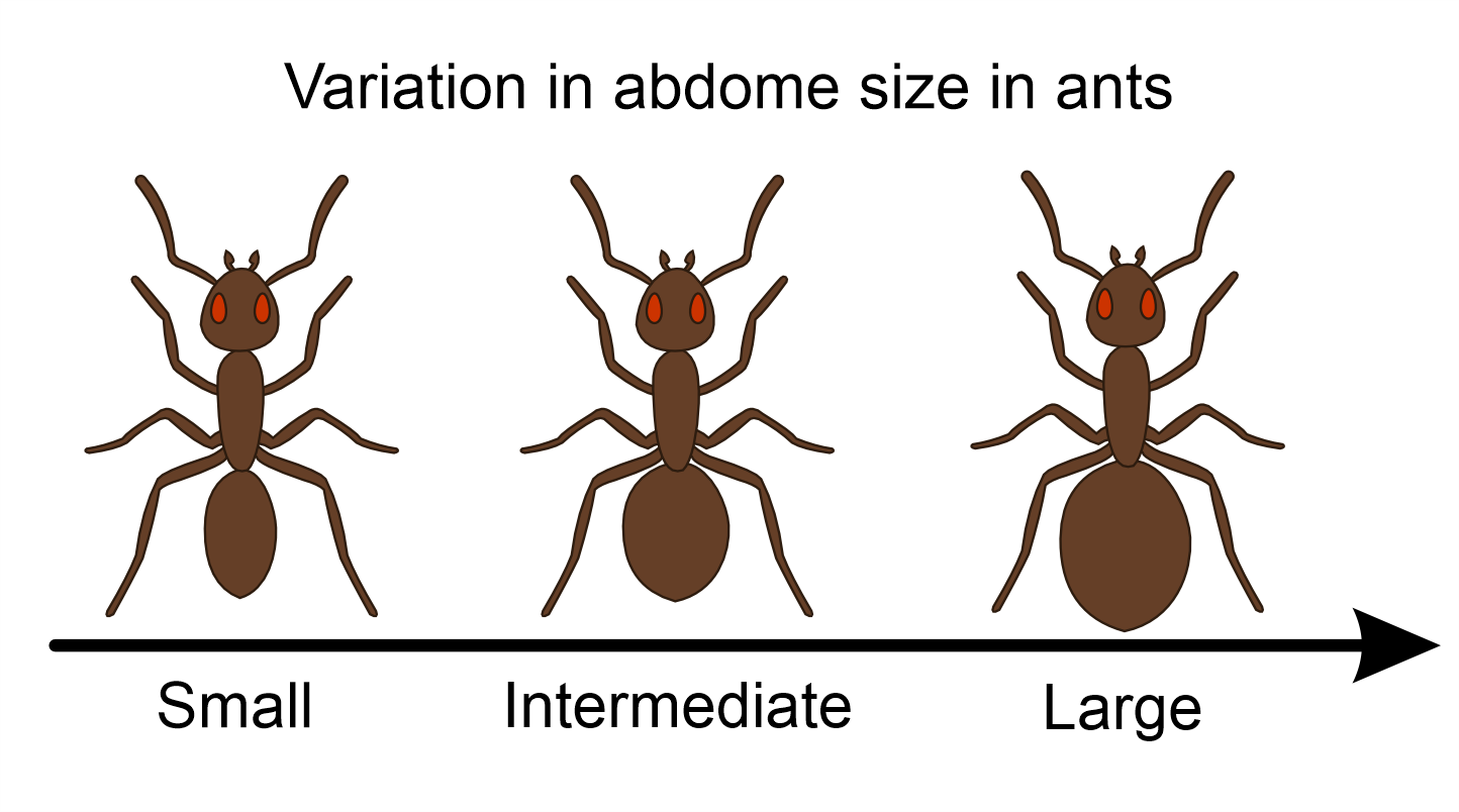 Three ants from the same population showing variation in abdomen size, ranging from small to intermediate to large.
