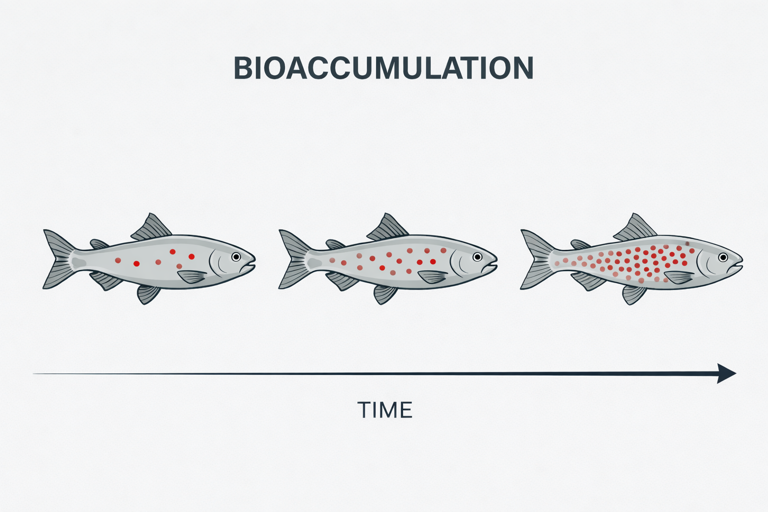 Diagram of bioaccumulation showing a fish with increasing amounts of pollutant in its tissues over time.