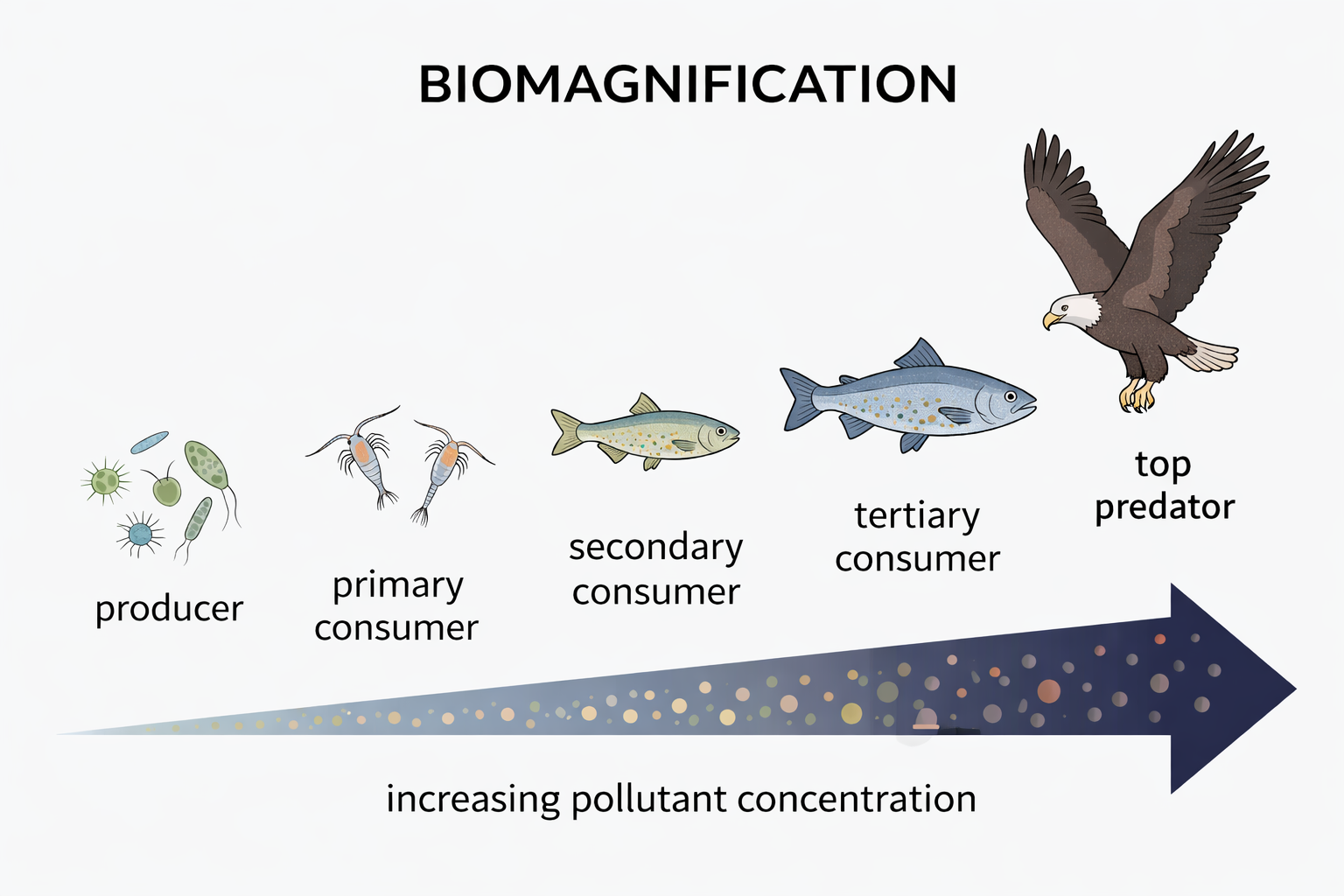 Diagram of biomagnification showing increasing pollutant concentration along a food chain from producer to top predator.