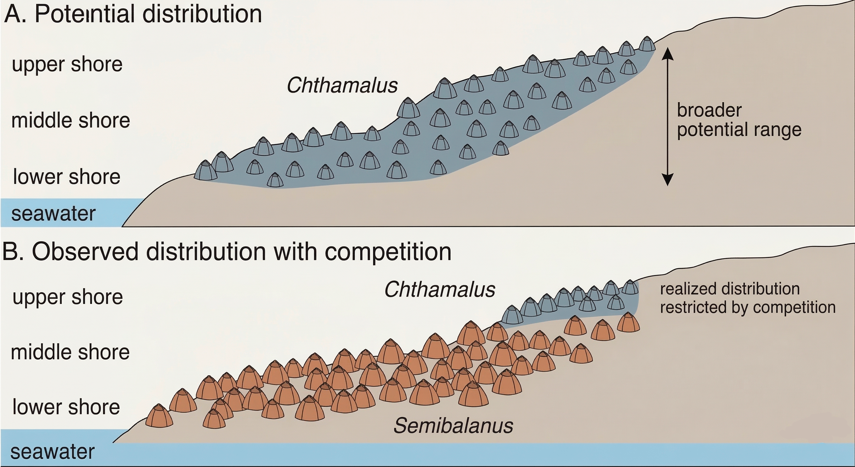 Two-panel schematic diagram of rocky intertidal barnacles showing the broader potential distribution of Chthamalus and its narrower observed distribution when competition with Semibalanus restricts occupancy of the lower shore.