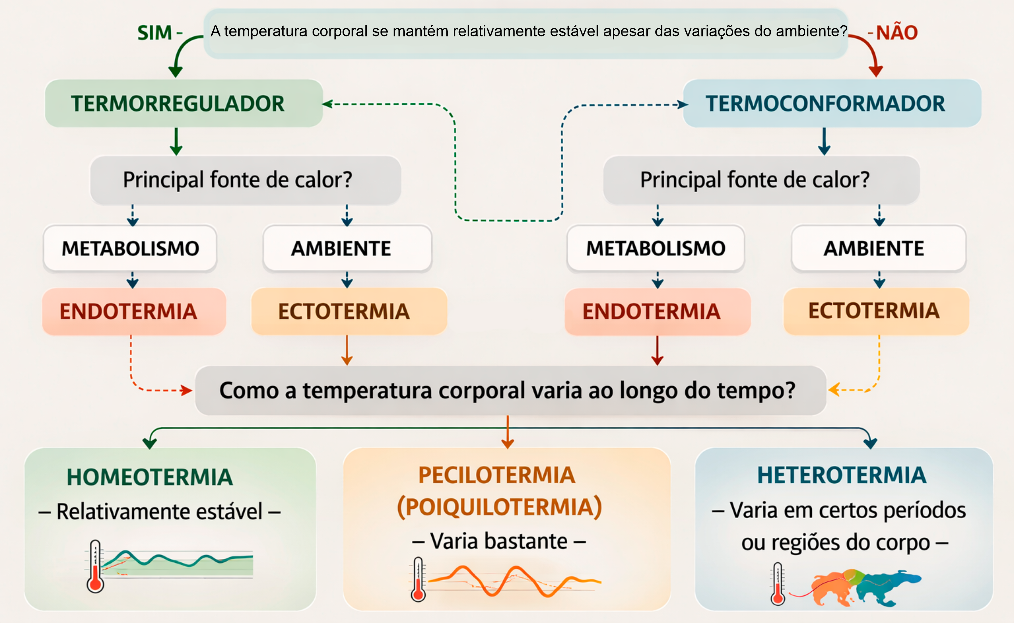 Esquema com conceitos básicos de regulação térmica em animais, mostrando termorregulação, termoconformação, endotermia, ectotermia, homeotermia, pecilotermia e heterotermia.