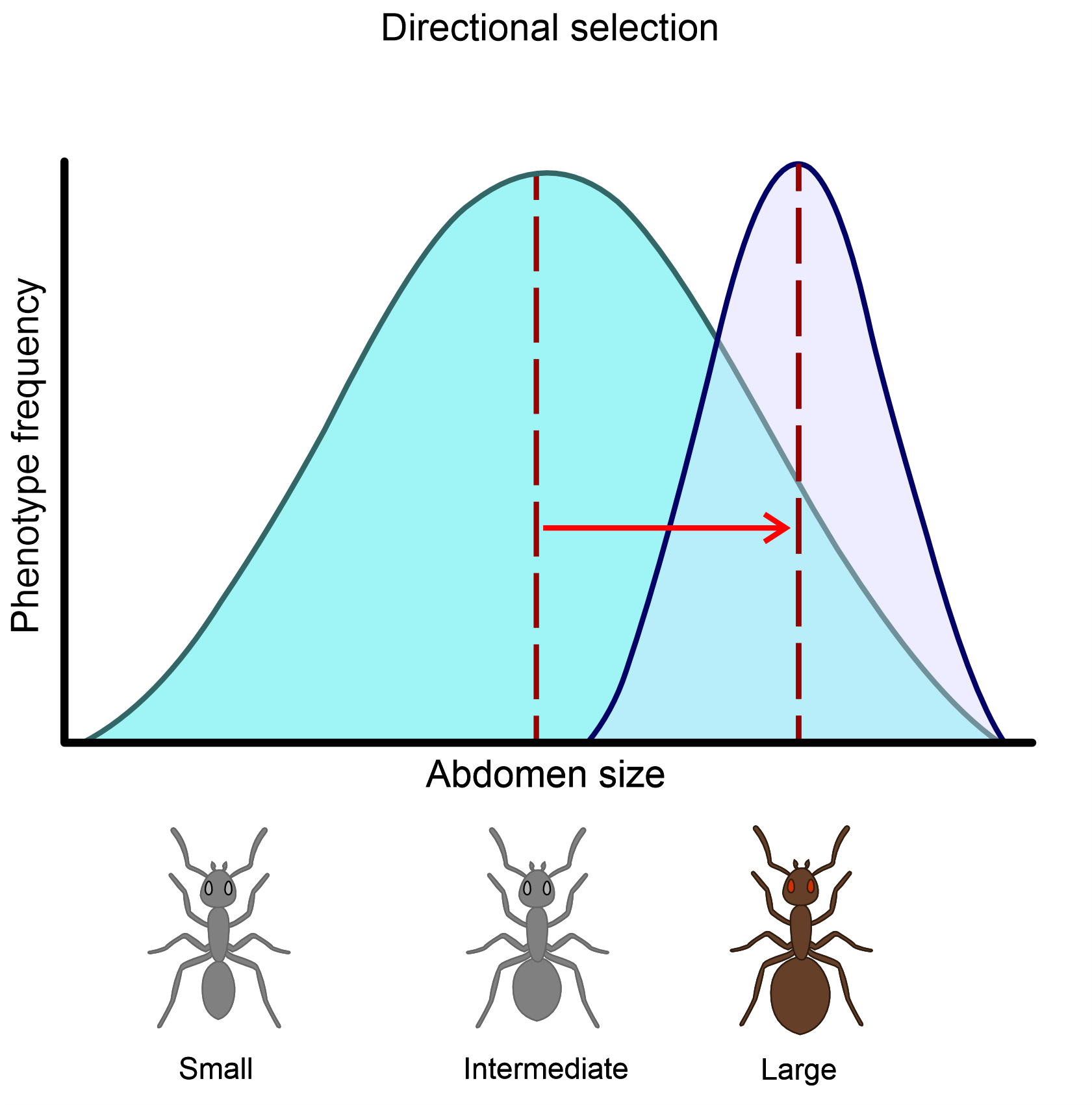 Graph of directional selection showing a population distribution shifting toward larger abdomen size, with one phenotypic extreme favored over the others.