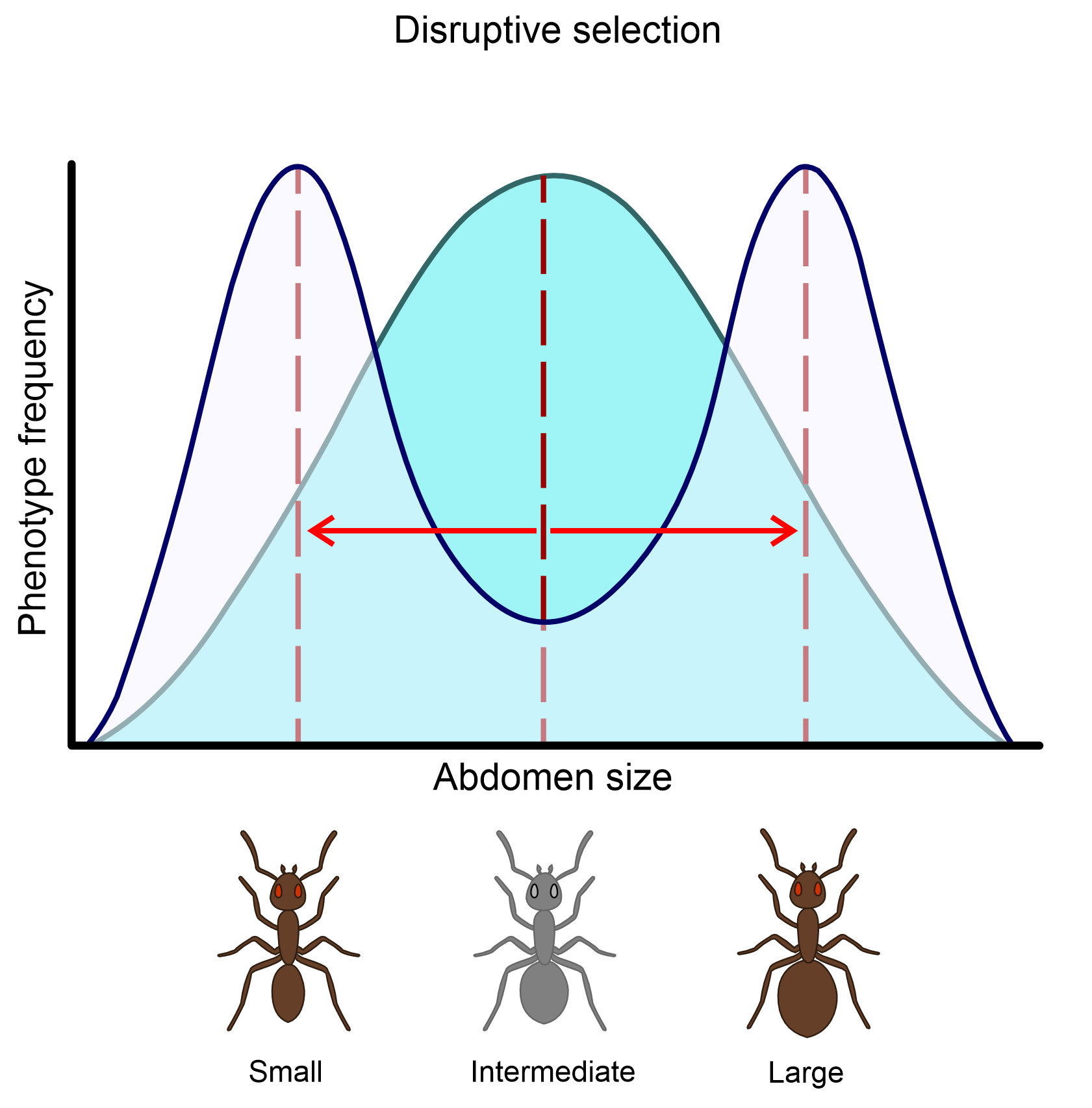 Graph of disruptive selection showing reduced frequency of intermediate abdomen size and increased frequency at both phenotypic extremes.