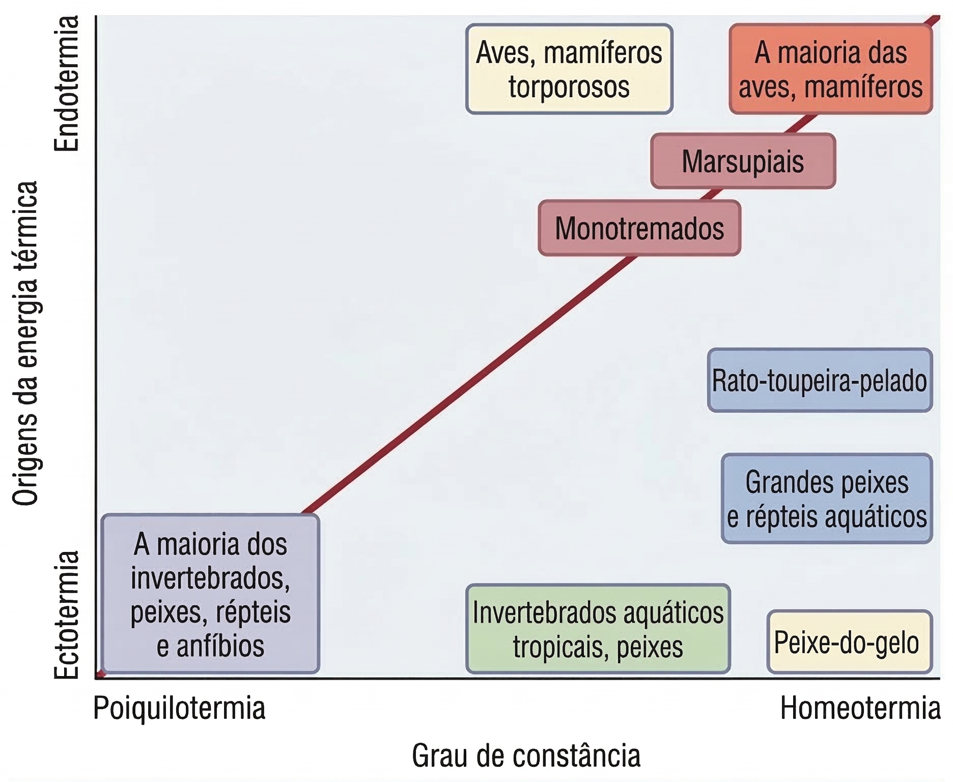 Diagrama das estratégias térmicas em animais, relacionando ectotermia e endotermia com poiquilotermia e homeotermia em eixos diferentes.