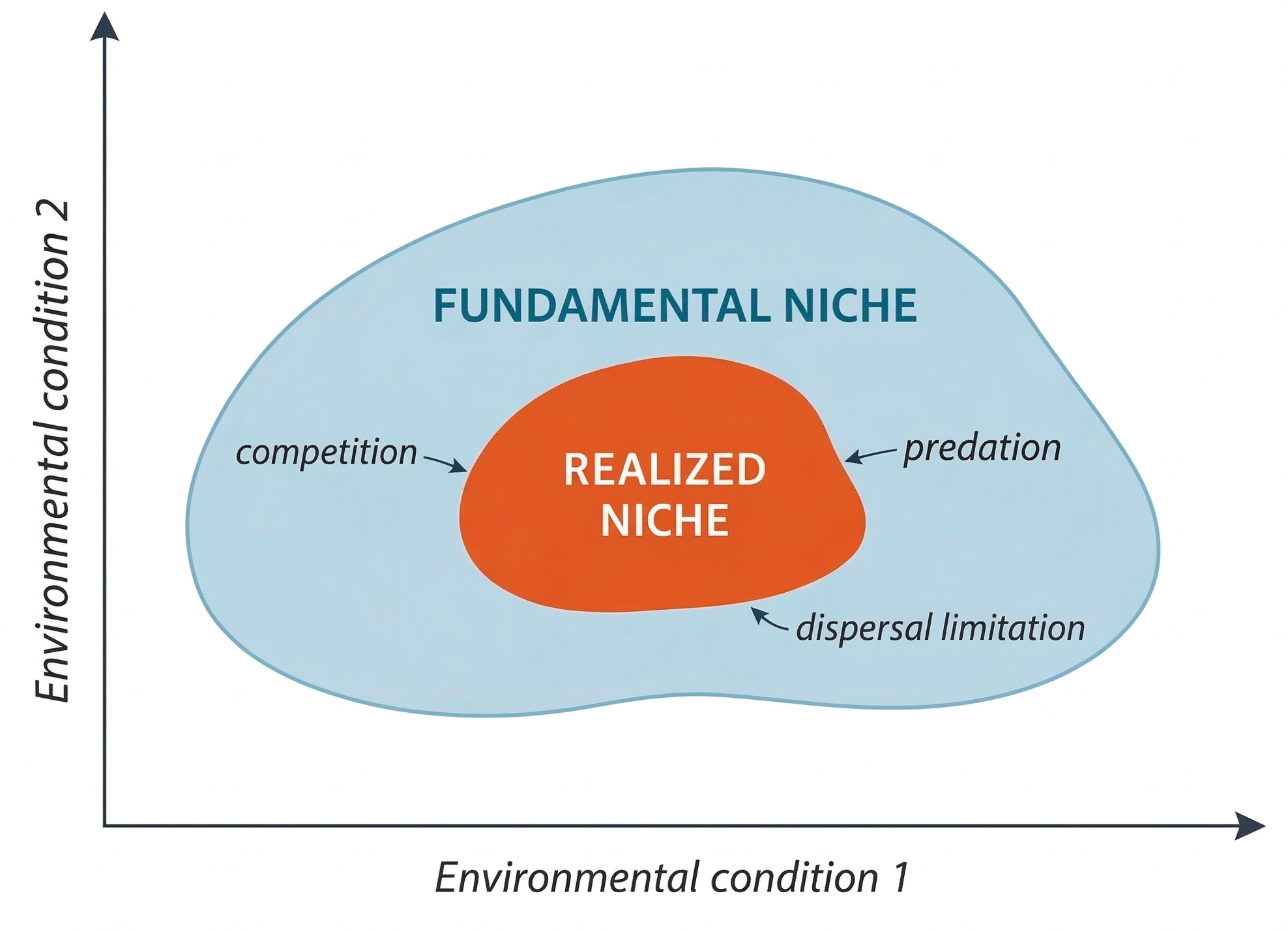 Conceptual diagram showing the realized niche as a smaller internal subset of the broader fundamental niche, with competition, predation, and dispersal limitation restricting actual occupancy.
