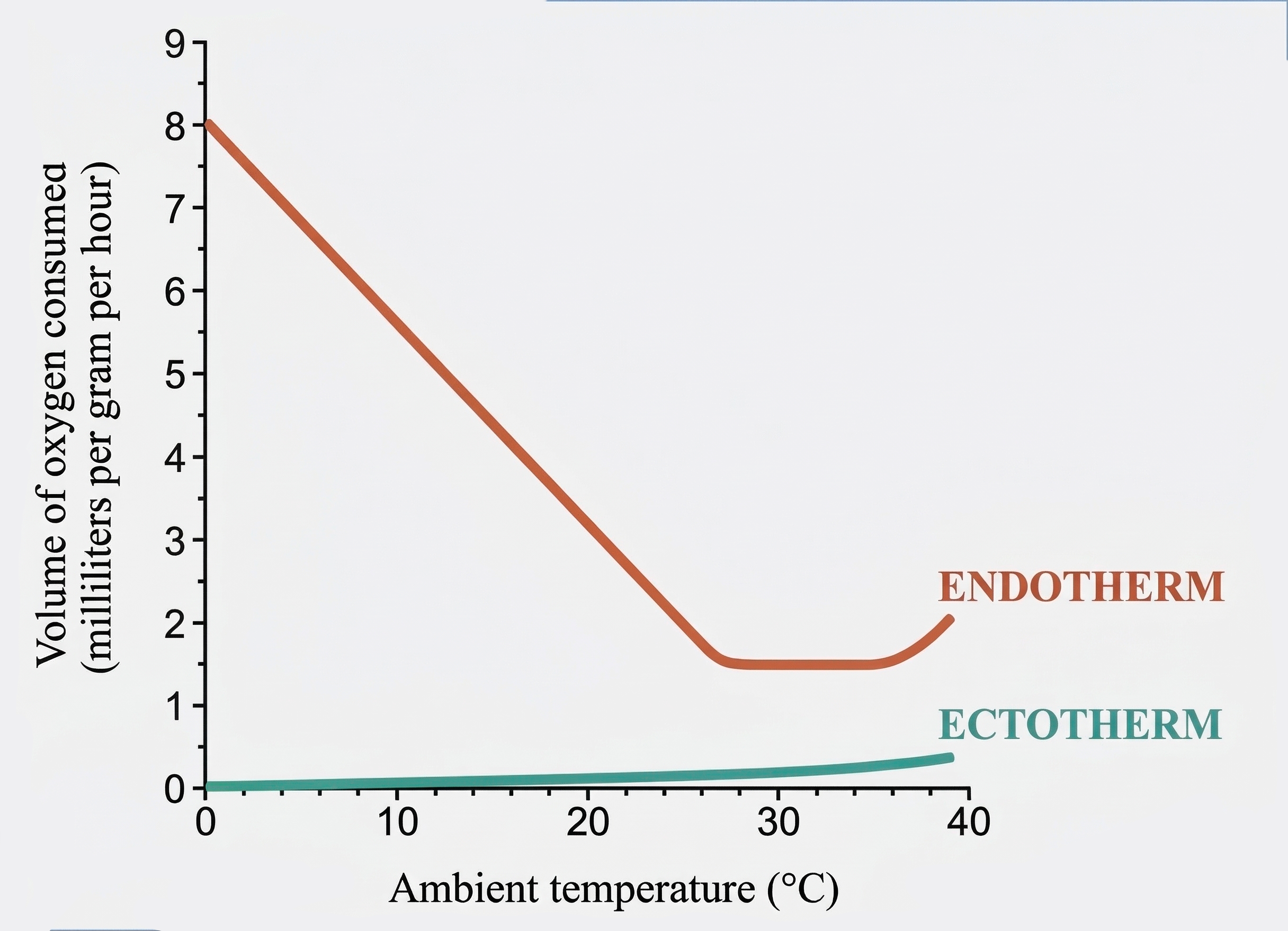 Graph comparing oxygen consumption in endotherms and ectotherms across increasing ambient temperatures, showing high metabolic cost for endotherms in cold conditions and a much lower but gradually rising metabolic rate in ectotherms.
