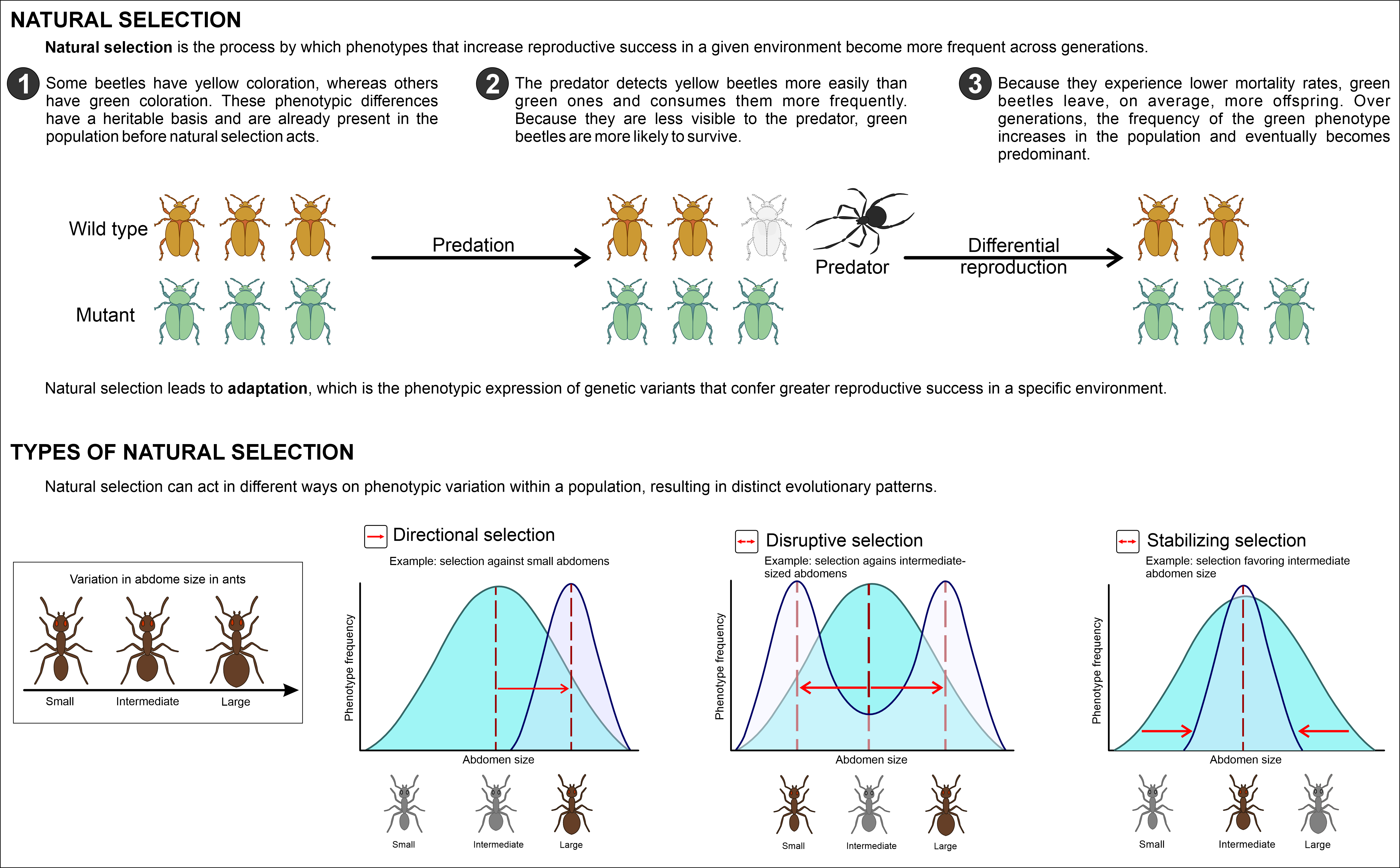 Summary figure combining the mechanism of natural selection through differential survival and reproduction with the three classic patterns of selection: directional, disruptive, and stabilizing.