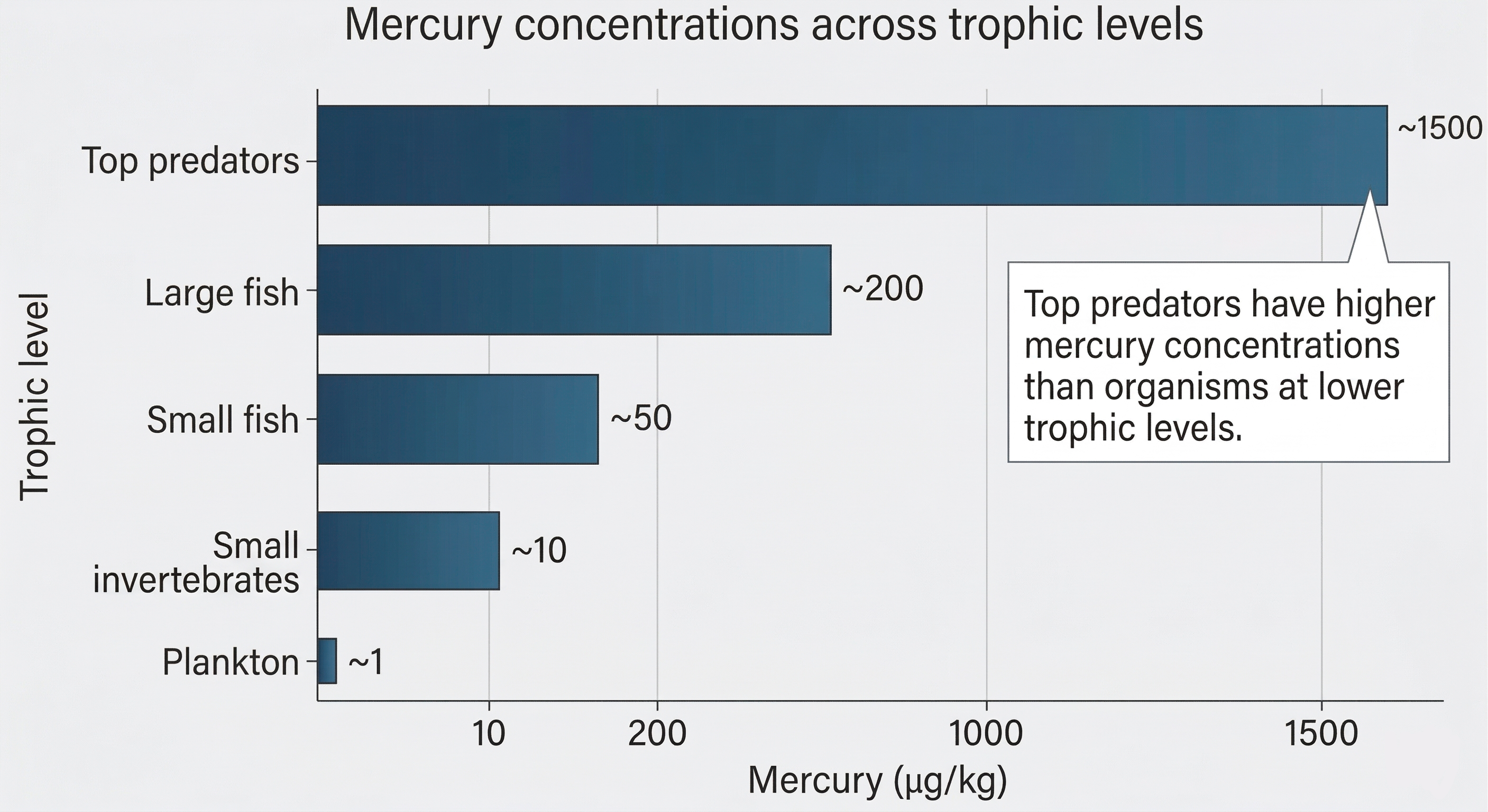 Bar graph showing mercury concentrations increasing across trophic levels, with the highest concentrations in top predators.