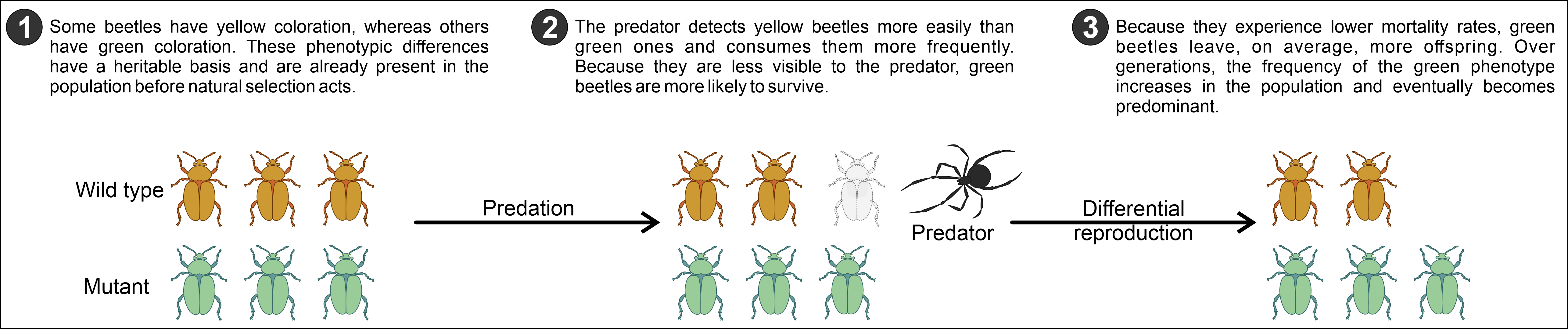 Diagram showing natural selection in a beetle population, with predation acting more strongly on the yellow wild-type phenotype than on the green mutant phenotype, followed by differential reproduction and an increase in the green phenotype over generations.