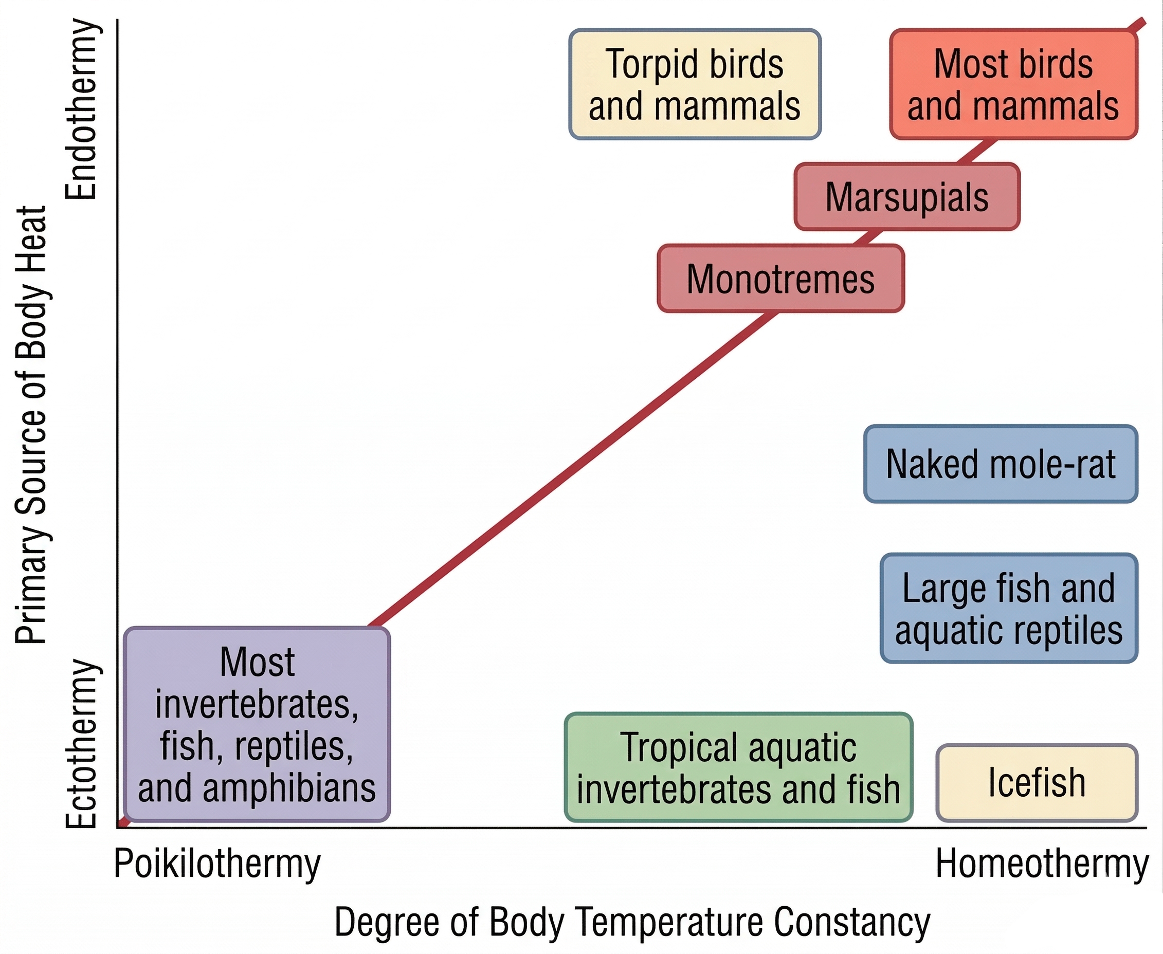 Conceptual plot relating primary source of body heat and degree of body temperature constancy, showing examples of animal groups distributed between ectothermy and endothermy and between poikilothermy and homeothermy.