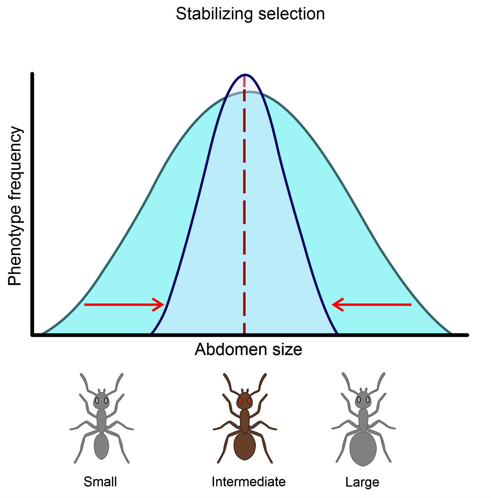 Graph of stabilizing selection showing a narrower distribution centered on the same mean abdomen size, with intermediate phenotypes favored and extremes reduced.