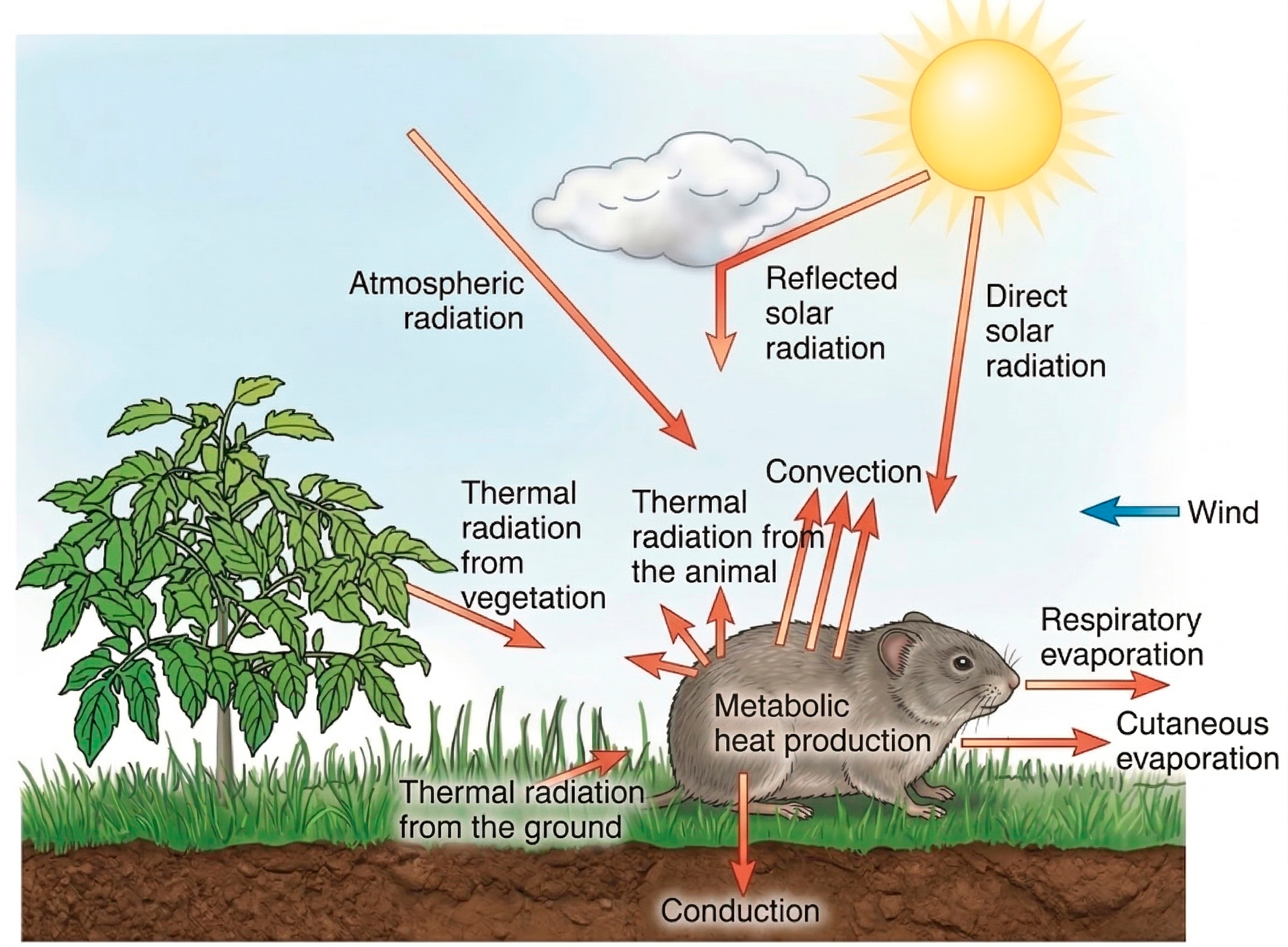 Illustration of heat exchange between an animal and its environment, showing direct solar radiation, reflected solar radiation, atmospheric radiation, thermal radiation from vegetation and ground, convection, conduction, respiratory evaporation, cutaneous evaporation, wind, and metabolic heat production.
