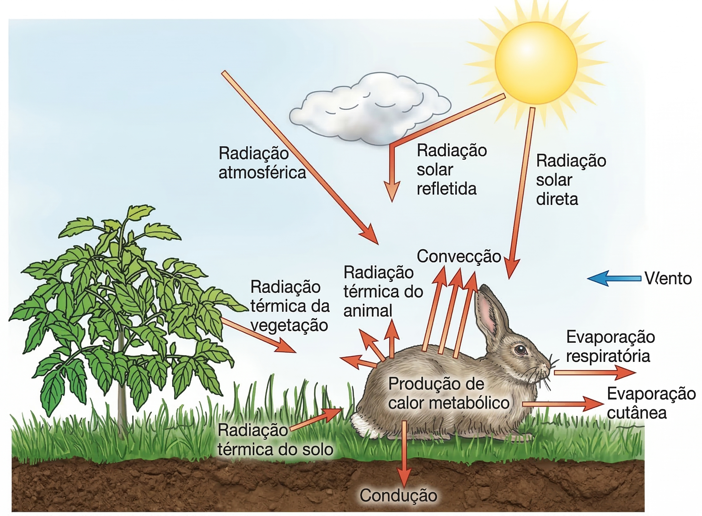 Esquema das trocas de calor entre animal e ambiente, incluindo radiação solar, radiação refletida, condução, convecção, evaporação e produção metabólica de calor.