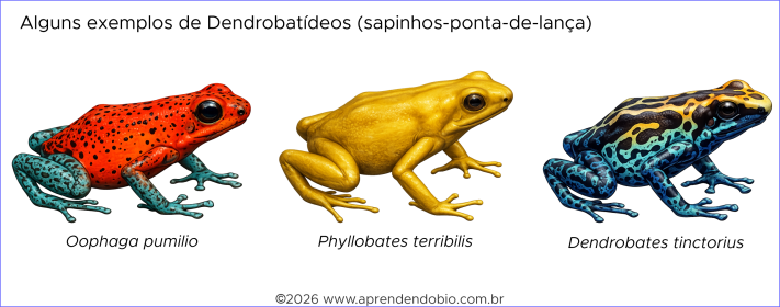 Conjunto de dendrobatídeos com variações de cor e forma corporal, mostrando a diversidade morfológica e visual dos sapinhos-ponta-de-flecha.