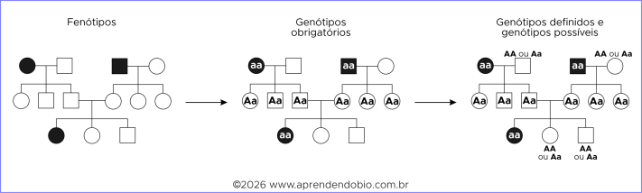 Painel com três heredogramas idênticos mostrando, em etapas, a passagem da observação dos fenótipos para a marcação de genótipos obrigatórios e, por fim, a distinção entre genótipos definidos e genótipos possíveis em herança autossômica recessiva.