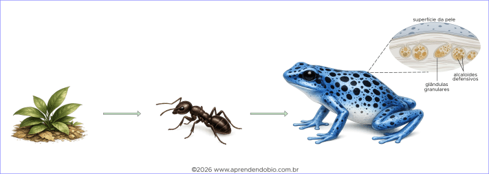 Esquema mostrando compostos defensivos passando de uma fonte vegetal para artrópodes da dieta e, depois, para a pele de um sapinho-ponta-de-flecha, onde ficam associados a glândulas granulares.