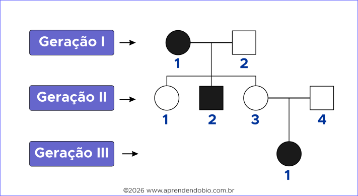 Heredograma com três gerações mostrando a identificação das gerações por algarismos romanos e a numeração dos indivíduos da esquerda para a direita em cada geração.