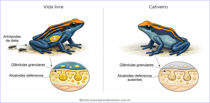 Figura comparativa mostrando, à esquerda, um sapinho-ponta-de-flecha em vida livre com artrópodes da dieta e presença de alcaloides defensivos nas glândulas granulares e, à direita, um sapinho em cativeiro sem essa dieta específica e sem alcaloides defensivos na pele.