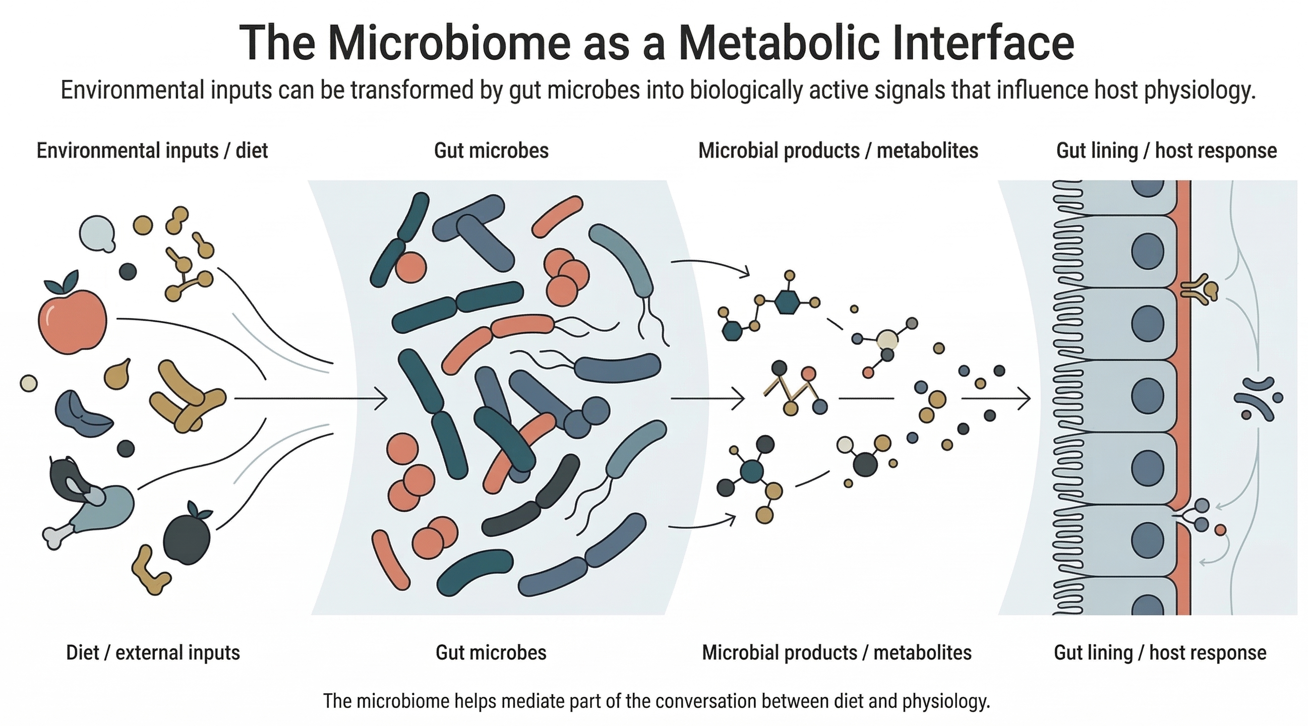 The microbiome as a metabolic interface between environmental inputs and host biology.