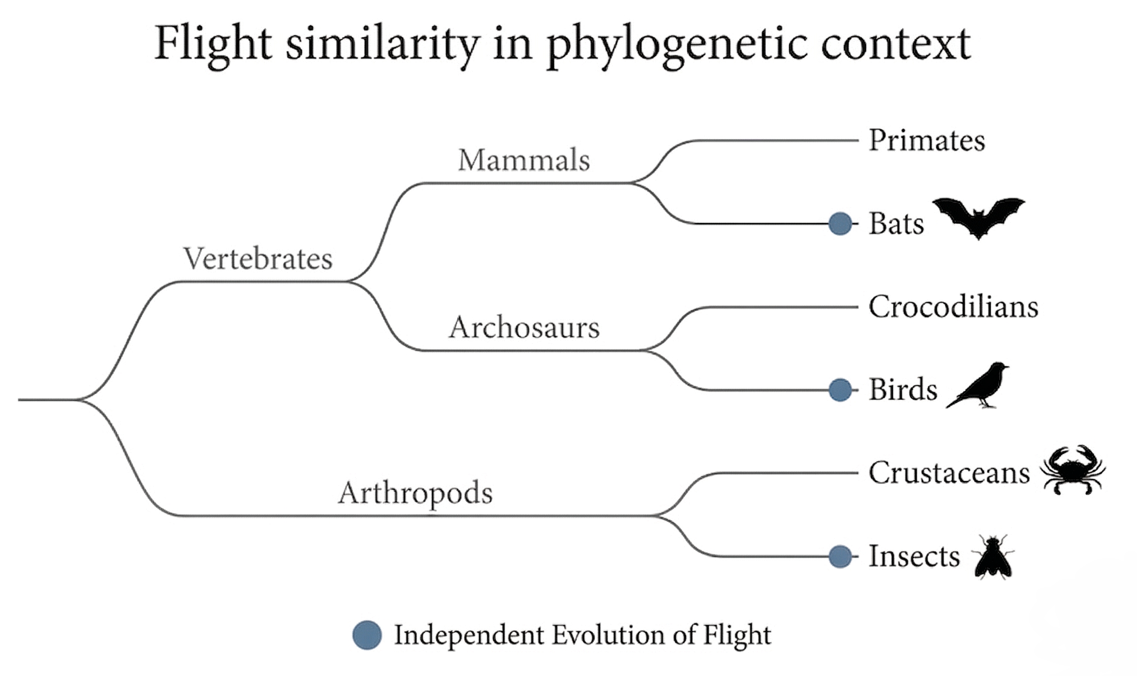 Phylogenetic tree comparing birds, bats, and insects to show that flight evolved independently and can mislead if interpreted only by function