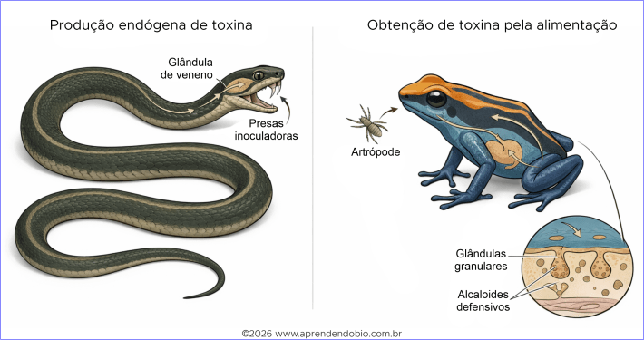 Figura comparativa mostrando, à esquerda, uma serpente peçonhenta com glândula de veneno e presas inoculadoras e, à direita, um sapinho-ponta-de-flecha que obtém compostos defensivos pela alimentação e os associa à pele.