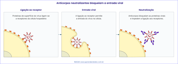 Esquema em três painéis mostrando proteínas de superfície do vírus ligando-se a receptores da célula hospedeira, entrada viral na célula e bloqueio da ligação aos receptores por anticorpos neutralizantes.