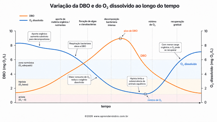 Gráfico da variação temporal da DBO e do oxigênio dissolvido durante a eutrofização, com aumento da demanda de oxigênio, queda do O₂ e recuperação gradual.
