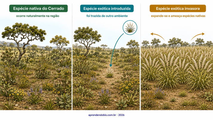 Esquema sobre espécies invasoras no Cerrado comparando espécie nativa, espécie exótica introduzida e espécie exótica invasora que se expande e ameaça plantas nativas.