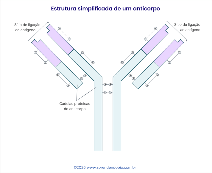 Esquema simplificado de um anticorpo em forma de Y, mostrando os sítios de ligação ao antígeno e as cadeias proteicas que formam a molécula.