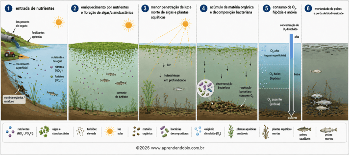Sequência da eutrofização mostrando entrada de nutrientes, floração de algas e cianobactérias, redução da luz, decomposição, queda do O₂ dissolvido e mortandade de peixes.