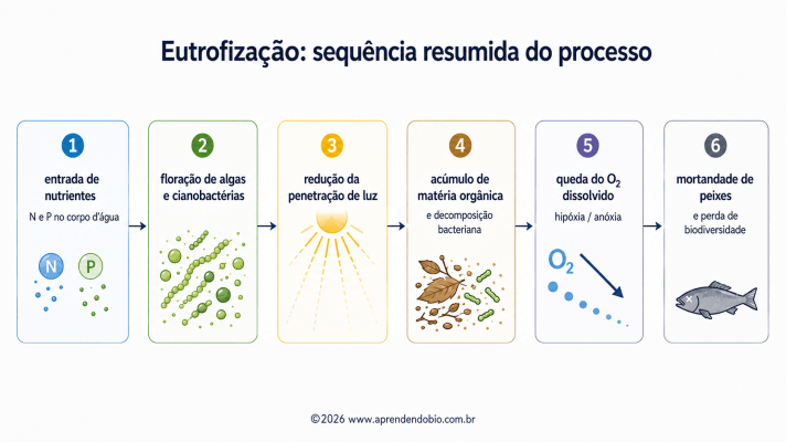 Fluxograma resumindo a sequência da eutrofização, da entrada de nitrogênio e fósforo à floração, acúmulo de matéria orgânica, queda do O₂ e mortandade de peixes.