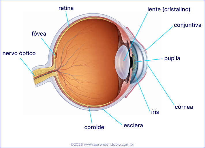 Corte anatômico do globo ocular mostrando o trajeto da luz pela córnea, pupila e cristalino até a retina.