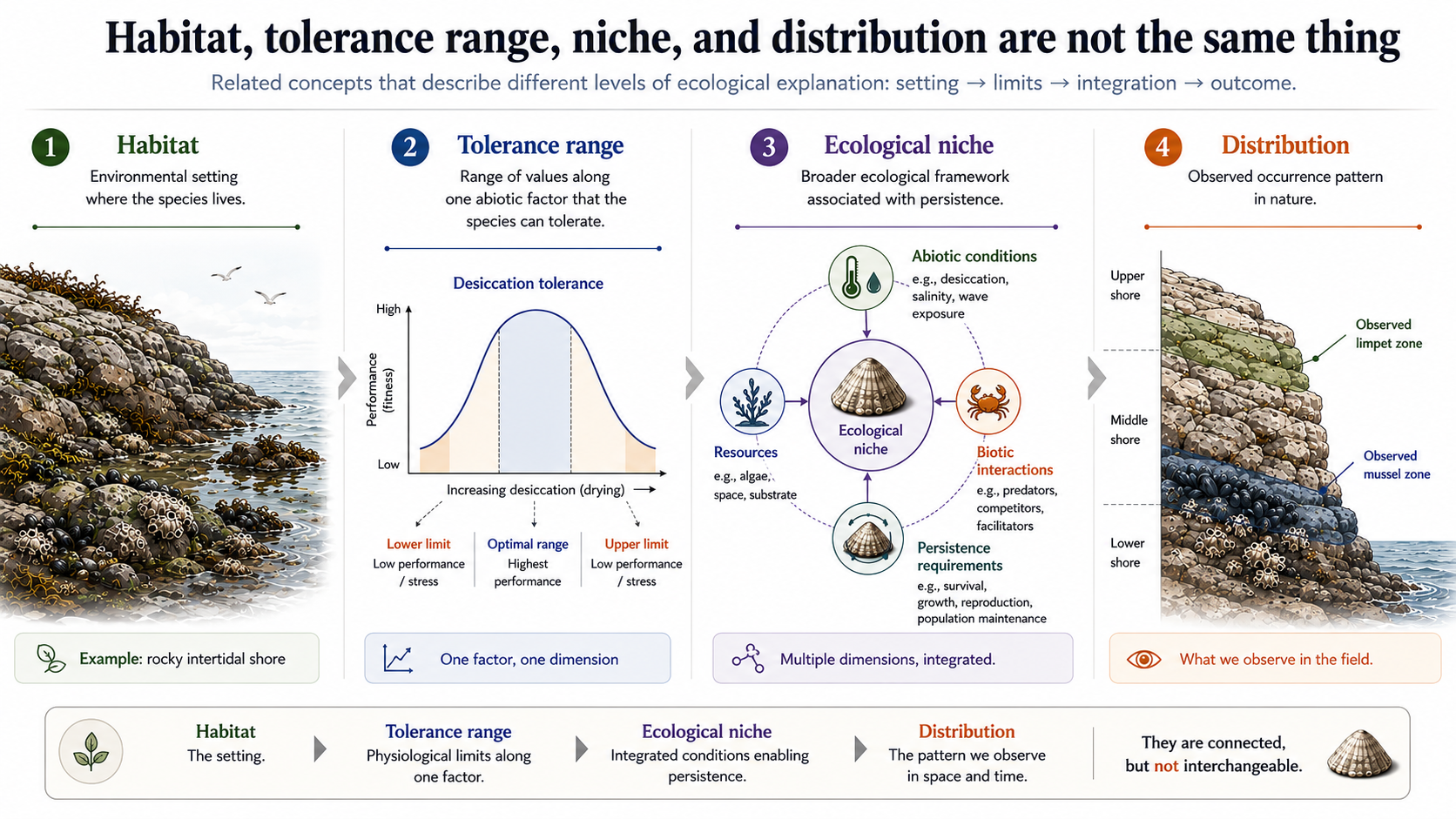 Comparative ecology figure showing that habitat, tolerance range, ecological niche, and distribution are related but distinct concepts, using a rocky intertidal shore example.