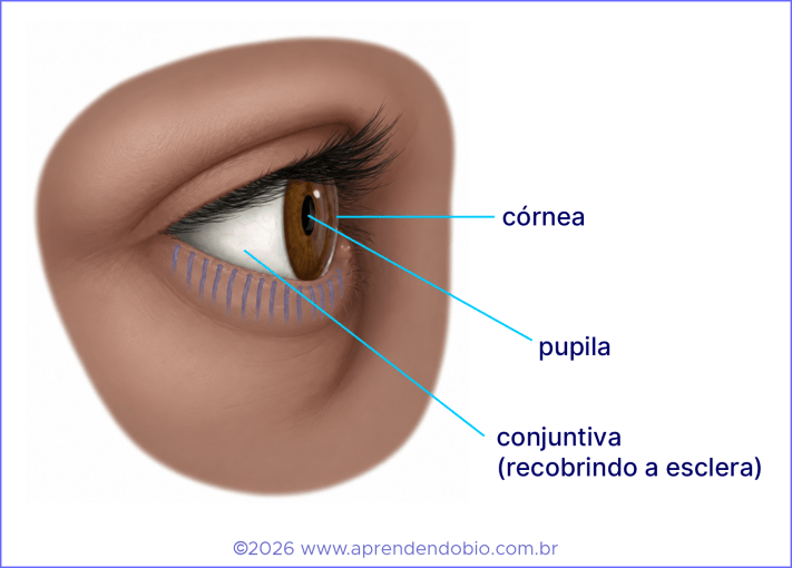 Vista externa do olho humano mostrando córnea, pupila, íris, esclera e conjuntiva.