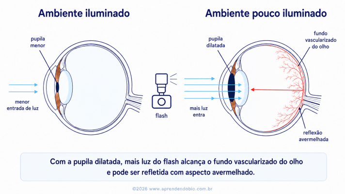 Esquema mostrando a luz do flash entrando pela pupila dilatada e refletindo no fundo vascularizado do olho.