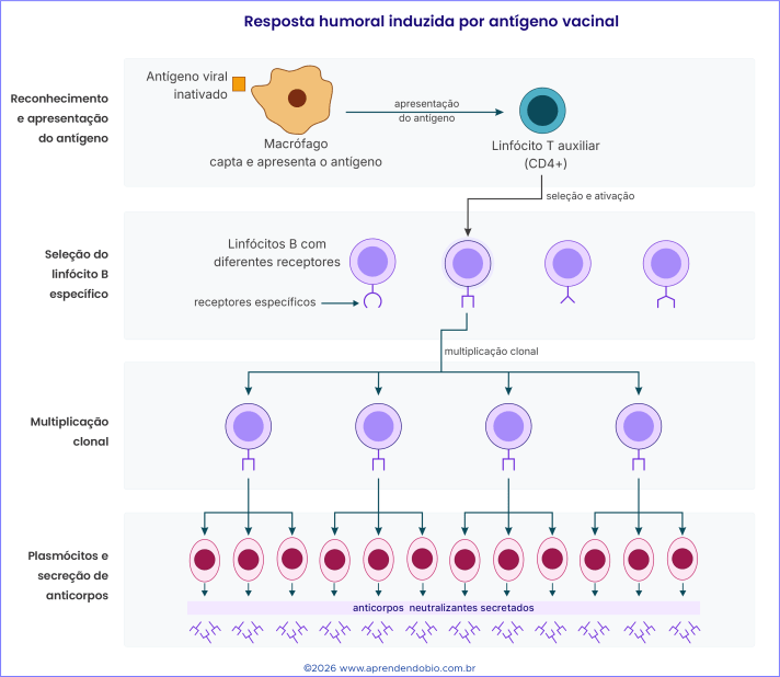 Esquema mostrando antígeno viral inativado sendo captado por macrófago, apresentado ao linfócito T auxiliar, seguido da seleção de linfócitos B, multiplicação clonal, formação de plasmócitos e secreção de anticorpos neutralizantes.