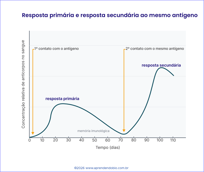 Gráfico mostrando que o primeiro contato com um antígeno gera resposta primária mais lenta e moderada, enquanto o segundo contato com o mesmo antígeno gera resposta secundária mais rápida e intensa devido à memória imunológica.