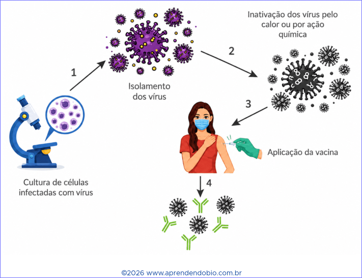 Esquema mostrando etapas da produção de uma vacina tradicional: cultura de células infectadas, isolamento dos vírus, inativação viral por calor ou ação química, aplicação da vacina e posterior produção de anticorpos pelo organismo.