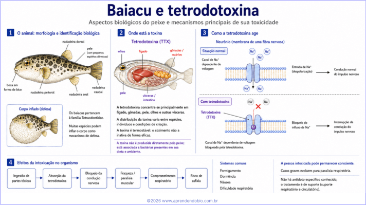 Esquema didático sobre baiacu e tetrodotoxina, mostrando a morfologia do peixe, órgãos mais tóxicos, bloqueio dos canais de Na⁺ e efeitos da intoxicação no organismo.