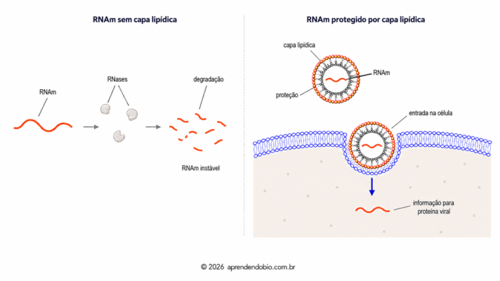 Esquema de vacina de RNA mensageiro comparando RNAm sem capa lipídica, degradado por RNases, com RNAm protegido por nanopartícula lipídica e entregue à célula.