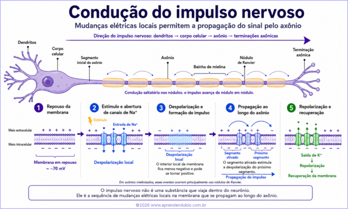 Esquema da condução do impulso nervoso no neurônio, com despolarização por entrada de Na⁺, repolarização por saída de K⁺ e propagação pelo axônio.