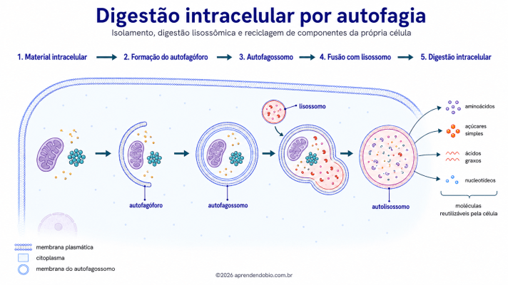 Esquema de digestão intracelular por autofagia mostrando material da própria célula sendo envolvido pelo autofagóforo, formação do autofagossomo, fusão com lisossomo e reciclagem molecular.