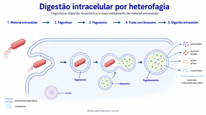 Esquema de digestão intracelular por heterofagia mostrando uma bactéria sendo incorporada por fagocitose, formação do fagossomo, fusão com lisossomo e liberação de moléculas reutilizáveis.